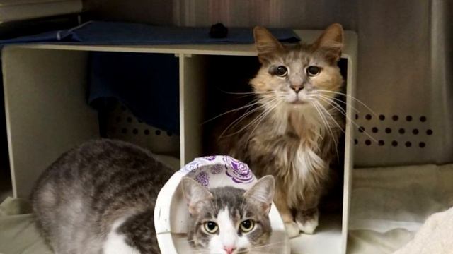 Девятилетняя кошка с грустными глазами покорила всех своей верой в счастье… смотреть онлайн