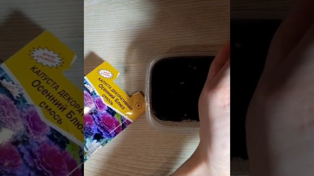 ДЕКОРАТИВНАЯ КАПУСТА. ПОСЕВ смотреть онлайн