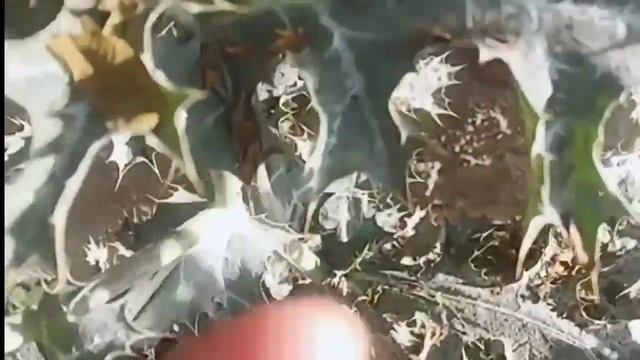 #Argemonemaxicana #सत्यानाशी #स्वर्णक्षीरी ||Argemone mexicana|| plant смотреть онлайн