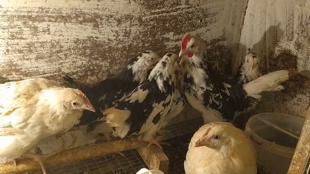 МАРАН, ЛЕГГОРН ДОЛМАТИНЕЦ , МАНГАЛИЦА смотреть онлайн