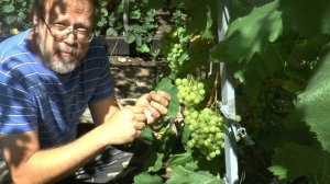 Виноград "Довга" в России