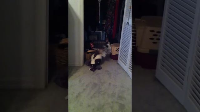 My pet skunk Lucy being silly and stealing clothes смотреть онлайн