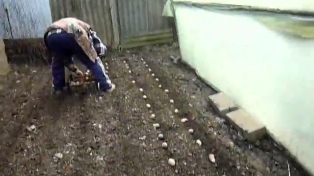 Посадка картошки под сено или солому.