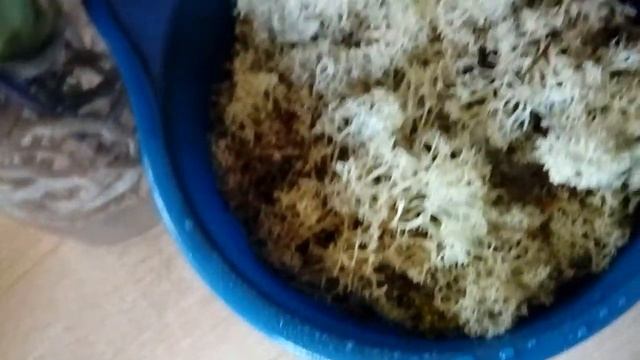 Ягель для орхидей Скандинавский мох Кладония звёздчатая Cladonia stellaris смотреть онлайн