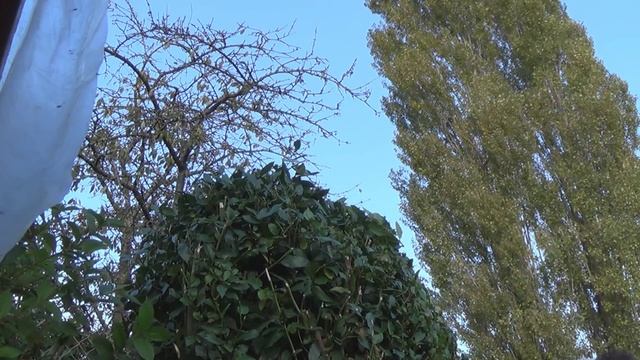 Taille de haie Stihl hs 45 & sh 85 in action смотреть онлайн