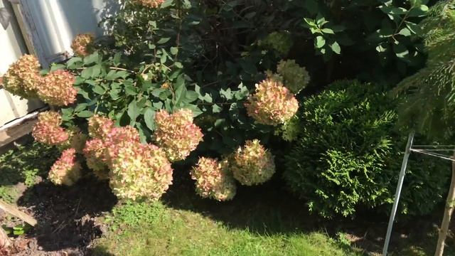 Все о моих гортензиях на любимой даче.❤️ Удобрения, уход, названия. Все о моих любимицах.❤️ смотреть онлайн