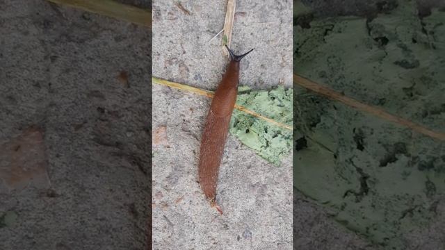 Лесной слизень спешит в лес:) смотреть онлайн