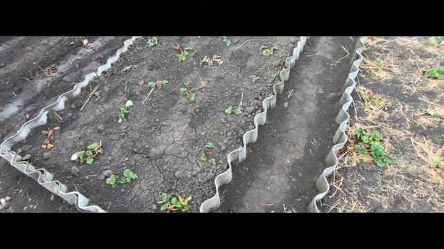 Клубника мульчирование соломой Как правильно выращивать клубнику смотреть онлайн