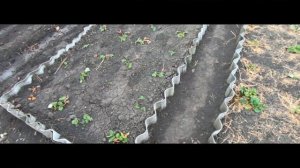 Клубника мульчирование соломой Как правильно выращивать клубнику