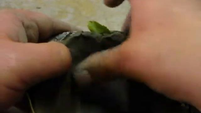 тарелка листья