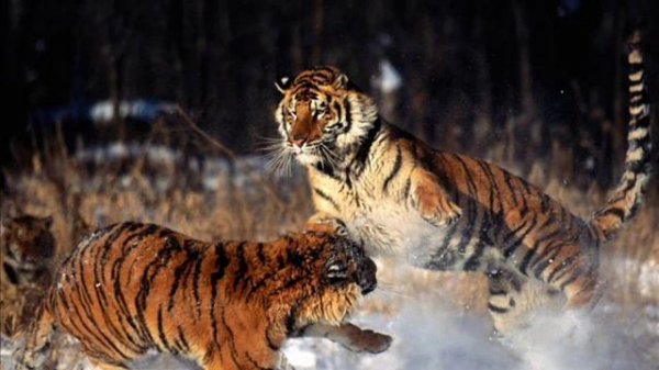 Lezginka - Ramzan Paskaev