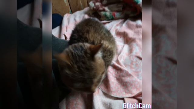 Когда умер кот смотреть онлайн