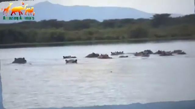 Разъяренный бегемот напал на туристов в лодке! Туристы едва не стали жертвой бегемота / Ужас! смотреть онлайн