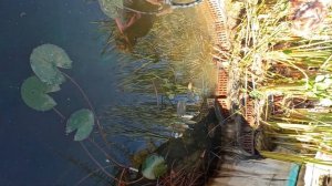 Выращивание пиявок дома, как бизнес.