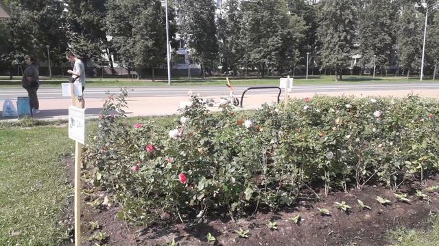 Розы в спальном районе Москвы! смотреть онлайн