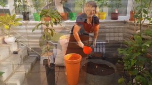 Манго, обзор плодов + пересадка