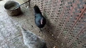 Куры сошли с ума! Садятся на яйца зимой!