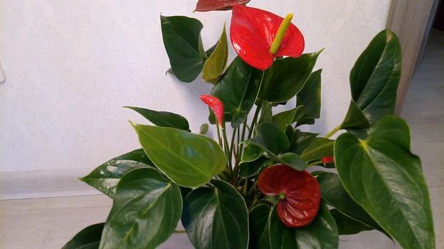 Антуриум Почему не цветет Как заставить цвести смотреть онлайн