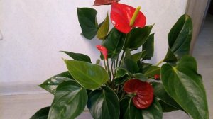 Антуриум Почему не цветет Как заставить цвести