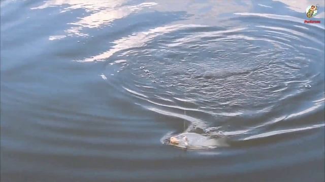 Осенняя наживка на карася, Ловля карася осенью. Осенняя прикормка. смотреть онлайн