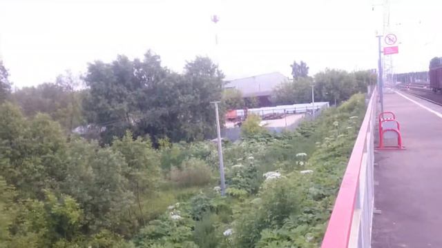 Софрино. Игра беги или умри. Заросли борщевика. смотреть онлайн