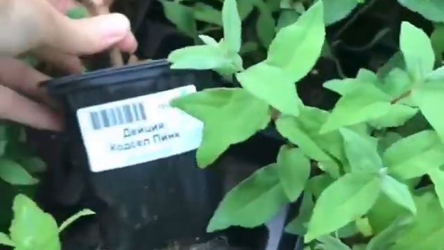 Роскошные саженцы дейции с ЗКС ИЗ ПИТОМНИКА САДОВОГО МИРА! Сезон Осень-2023