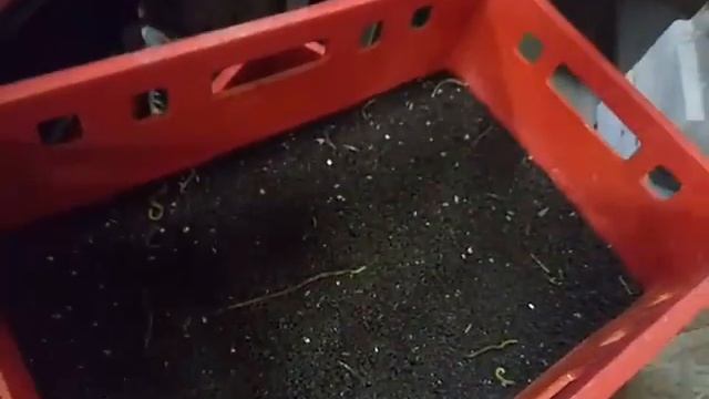 Зеленая дендробена венета