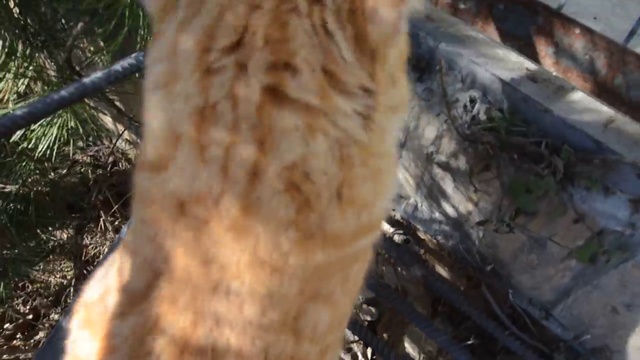 Доброе утро ,Тайган ! смотреть онлайн