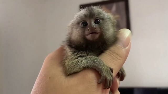 Amazing Cute Tiny Marmoset And Tamarin Monkey