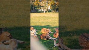 Пятнистые олени в Германии.