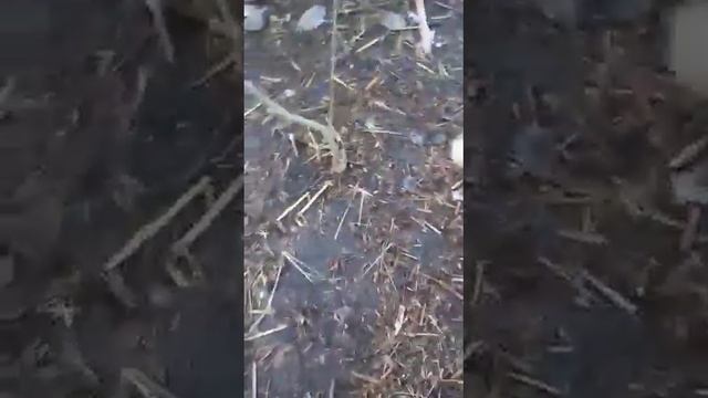 щенки:мальчики и девочки 1,5 месяца - 5шт смотреть онлайн