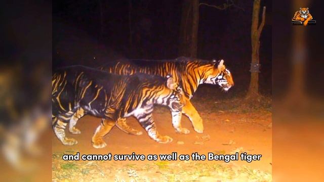 Black Tiger reality ? смотреть онлайн