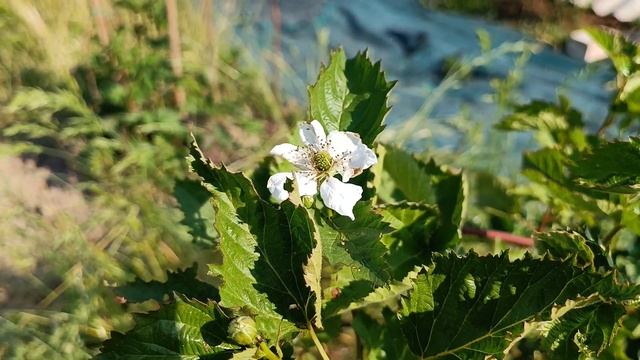 Ежевика. Халатное отношение к малине: " Амира, Самохвал " и др., что привело к потери части саженце смотреть онлайн