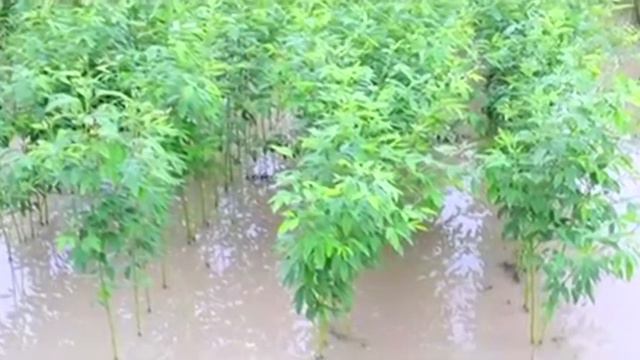 वैज्ञानिक दलहनी फसलों की खेती के तरीके | Scientific Methods of Pulse Cultivation | BigHaat смотреть онлайн