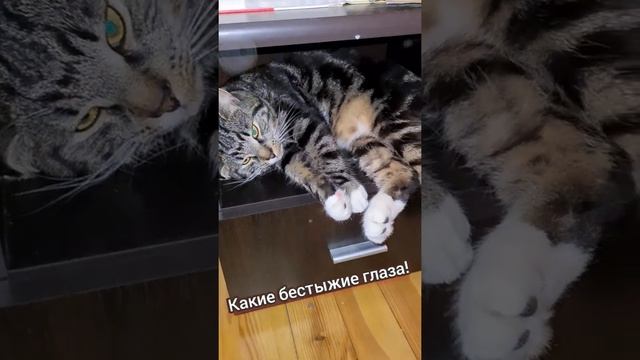 #Кот гулял всю ночь на даче и проспал весь следующий день. Как вы думаете, что он будет делать ночь смотреть онлайн