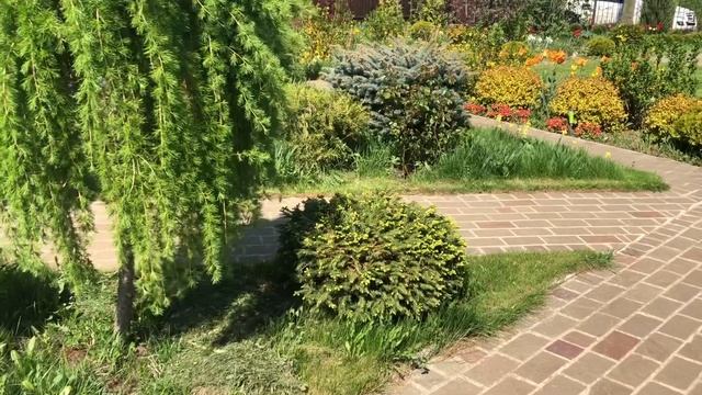 Лиственница плакучая через месяц после обрезки. Итоги лечения солнечных ожогов. 17.05.2021 смотреть онлайн