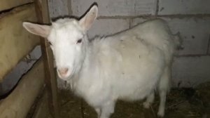 Признаки того, что коза скоро родит