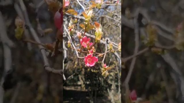 Что цветёт в марте в Сочи смотреть онлайн
