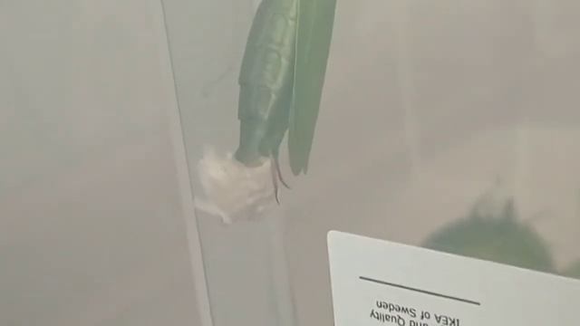 Мой богомол откладывает яйца (оотеку) дома смотреть онлайн