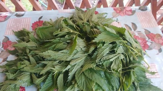 Растительная подкормка. Стимулятор роста. Натуральная подкормка из крапивы. смотреть онлайн