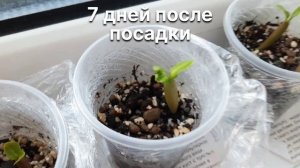 Как вырастить Адениум из семян? Очень Просто!?? мой опыт