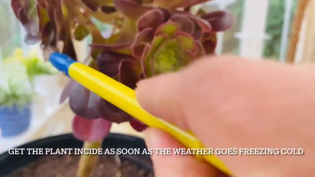 AEONIUM BLACK ROSE AND MY BEAUTIFUL SUCCULENTS Ajimol's World #aeoniumblackrose #AjimolsWorld