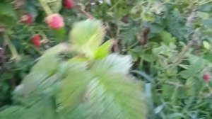 малина Гордость России после града. Сады на среднем Урале