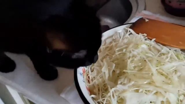 Кошки и капуста сладкая парочка! смотреть онлайн