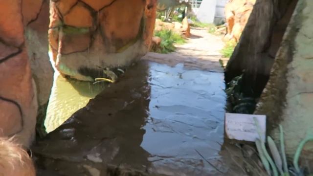 Вас прославят в инстаграме! Шаурма на углях\\Динозавры\\Пляж Джубга смотреть онлайн