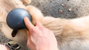 Как бороться с линькой Голден ретривер/Собака СИЛЬНО ЛИНЯЕТ шерсть + пара советов по уходу