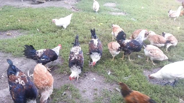 загорская лососевая молодняк 2107 ( часть 3 ) смотреть онлайн