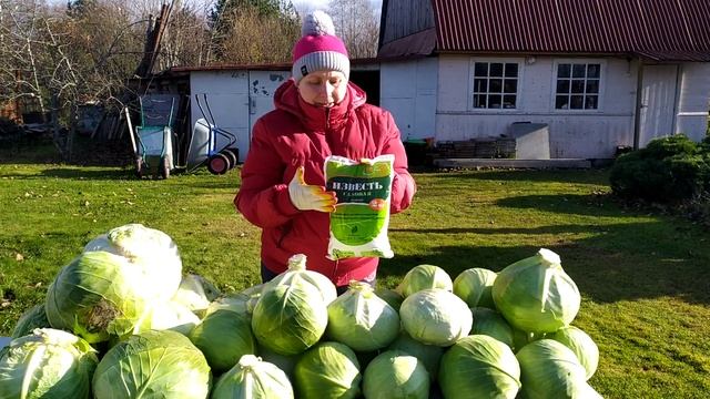 Убираю капусту, делюсь опытом, отличная всегда! Про семена томатов, послушайте. смотреть онлайн
