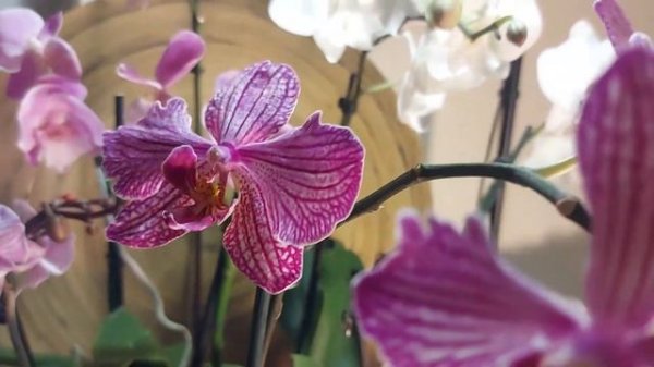 Musik of Orchids. Музыка орхидей.