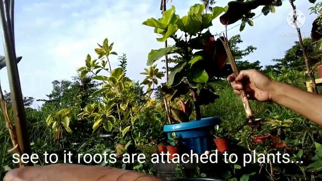 HOW TO PROPAGATE CALATHEA WHITE STAR PLANT? CARE PLANTING TUTORIAL TIPS смотреть онлайн